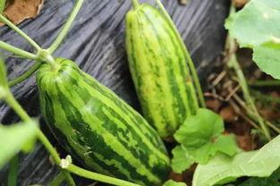 娱乐吃瓜场地是什么意思,探寻明星幕后故事的热门聚集地  第3张