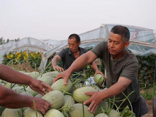 718sx吃瓜娱乐去哪里了,探寻消失的瓜圈传奇  第2张